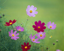 Close-up of wildflowers, Oku-Aizu, Fukushima Prefecture, Japan von Panoramic Images