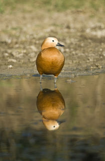 Close-up of a Ruddy shelduck (Tadorna ferruginea) in water von Panoramic Images