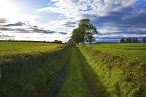 Boreen Though Fields, Near Kells, County Kilkenny, Ireland by Panoramic Images