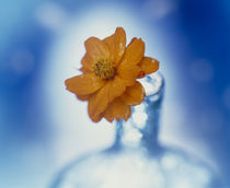 Close up of ruffled marigold bloom  by Panoramic Images