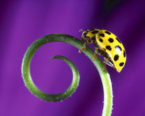 Side view close up of yellow ladybug sitting on a green curlicue shaped leaf von Panoramic Images