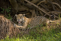 Jaguar (Panthera onca) resting on grass by Panoramic Images