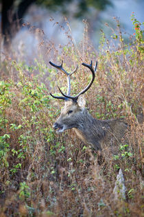 Swamp deer (Rucervus duvaucelii) in a forest von Panoramic Images