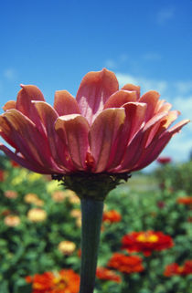 Low angle view of zinnia flower (Zinnia elegans) blooming, close up. von Panoramic Images