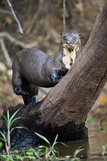 Giant otter (Pteronura brasiliensis) climbing a tree von Panoramic Images