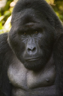 Close-up of a Mountain gorilla (Gorilla beringei beringei) by Panoramic Images