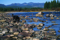 Wolf On Rocks At Edge Of Flathead River von Panoramic Images