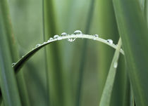 Dew drops on grass von Panoramic Images
