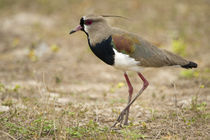 Close-up of a Southern lapwing (Vanellus chilensis) von Panoramic Images