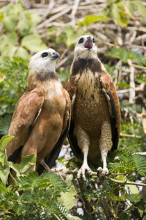 Pair of Black-Collared hawk (Busarellus nigricollis) von Panoramic Images