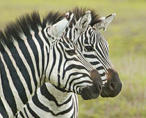 Close-up of two zebras by Panoramic Images