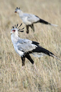 Secretary birds (Sagittarius serpentarius) foraging von Panoramic Images