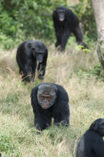 Chimpanzees (Pan troglodytes) walking in a forest, Kibale National Park, Uganda by Panoramic Images