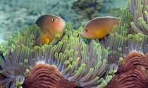 Two Skunk Anemone fish and Indian Bulb Anemone von Panoramic Images
