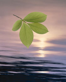 Green leaves hovering above shimmering dark blue water with light through clouds von Panoramic Images