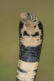 Close-up of a Forest cobra (Naja melanoleuca) rearing up, Lake Victoria, Uganda by Panoramic Images