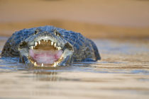 Yacare caiman (Caiman crocodilus yacare) in a river by Panoramic Images
