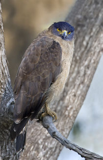 Crested Serpent eagle (Spilornis cheela) perching on tree by Panoramic Images