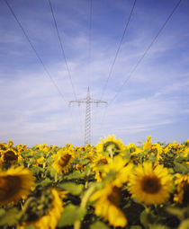 Power lines over a sunflower field, Baden-Wurttemberg, Germany by Panoramic Images