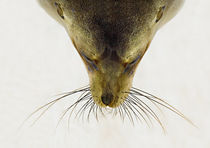 Close-up of a Galapagos sea lion (Zalophus wollebaeki) von Panoramic Images