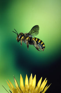 Wasp hovering over a flower by Panoramic Images