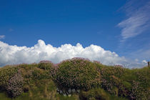 Sea Pink, Near Bunmahon Village, Copper Coast, County Waterford, Ireland von Panoramic Images