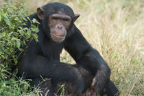 Chimpanzee (Pan troglodytes) in a forest, Kibale National Park, Uganda von Panoramic Images