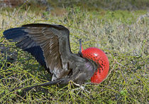 Close-up of a Magnificent Frigatebird (Fregata magnificens) von Panoramic Images