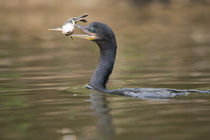 Neotropic cormorant (Phalacrocorax brasilianus) with fish in beak von Panoramic Images