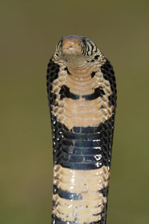 Close-up of a Forest cobra (Naja melanoleuca) rearing up, Lake Victoria, Uganda by Panoramic Images
