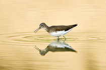 Close-up of a Wood sandpiper (Tringa glareola) in water von Panoramic Images