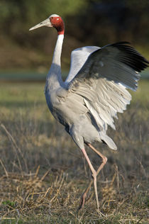 Close-up of a Sarus crane (Grus antigone) spreading its wings von Panoramic Images