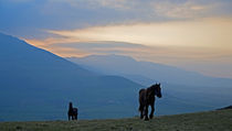 Horses on Croaghaun, With Comeragh Mountains, County waterford, Ireland von Panoramic Images
