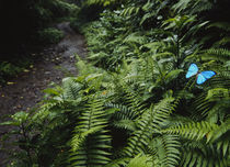 High angle view of a Blue Morpho butterfly (Morpho menelaus) on a plant by Panoramic Images