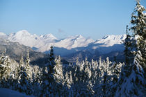 Heavy snow on pine tree forest, Chugach Mountains, Alaska, USA. by Panoramic Images