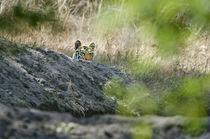 Bengal Tiger (Panthera tigris tigris) in a forest by Panoramic Images