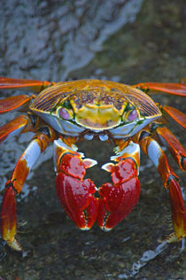 Close-up of a Sally Lightfoot crab (Grapsus grapsus), Galapagos Islands, Ecuador von Panoramic Images