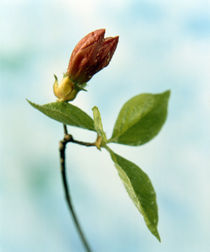 Close up of dark pink flower bud on green stem with green leaves von Panoramic Images