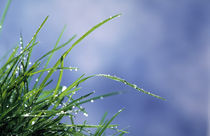 Dew drops on grass blades von Panoramic Images
