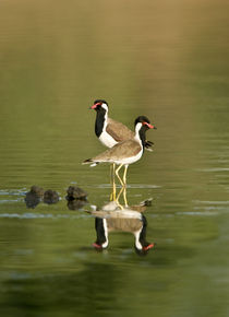 Close-up of two Red-Wattled lapwings (Vanellus indicus) in water by Panoramic Images