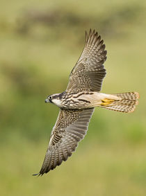 Close-up of a Lanner falcon flying von Panoramic Images