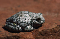 Southwestern Toad (Bufo Microscaphus) On Rock by Panoramic Images