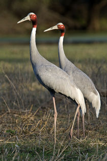 Close-up of two Sarus cranes (Grus antigone) von Panoramic Images