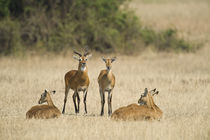 Ugandan kobs (Kobus kob thomasi) mating behavior sequence von Panoramic Images