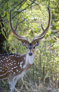 Spotted deer (Axis axis) in a forest, Kanha National Park, Madhya Pradesh, India by Panoramic Images