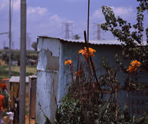 Flowers with huts in a town, Kibera, Nairobi, Kenya by Panoramic Images