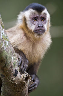 Close-up of a Brown capuchin (Cebus apella) by Panoramic Images