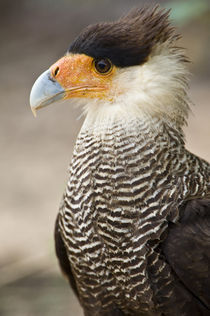 Close-up of a Crested caracara (Polyborus plancus) von Panoramic Images