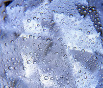 Kaleidoscopic pattern in purple, lavender and white with water droplets by Panoramic Images