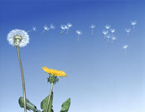 Dandelion (Taraxacum officinale) seeds blowing in the air von Panoramic Images